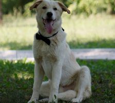 Casper – Jagdhundmix, Männchen, 2 Jahre, Nordic Strays e.V. – Foto 22