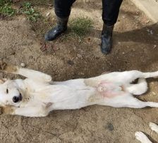 Casper – Jagdhundmix, Männchen, 2 Jahre, Nordic Strays e.V. – Foto 4