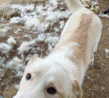 Casper – Jagdhundmix, Männchen, 2 Jahre, Nordic Strays e.V. – Foto 6