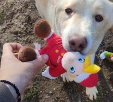 Casper – Jagdhundmix, Männchen, 2 Jahre, Nordic Strays e.V. – Foto 7