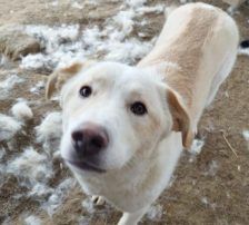 Casper – Jagdhundmix, Männchen, 2 Jahre, Nordic Strays e.V. – Foto 8