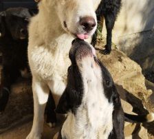Casper – Jagdhundmix, Männchen, 2 Jahre, Nordic Strays e.V. – Foto 9