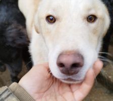 Casper – Jagdhundmix, Männchen, 2 Jahre, Nordic Strays e.V. – Foto 10
