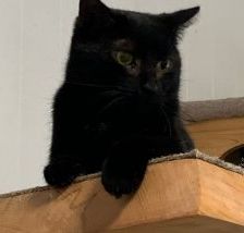 Loki – EKH, Männchen, 2 Jahre 5 Monate, 58553 Halver – Foto 1