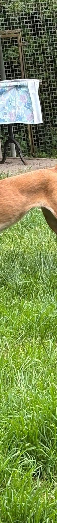 Klara – Mischling, Weibchen, 4 Jahre 1 Monat, Bonn – Foto 4
