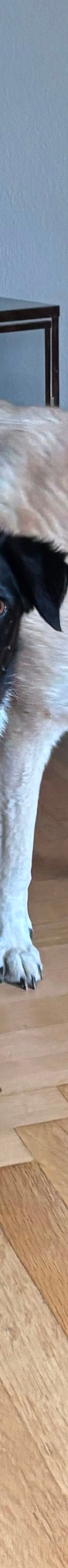 Klara – Mischling, Weibchen, 4 Jahre 1 Monat, Bonn – Foto 7