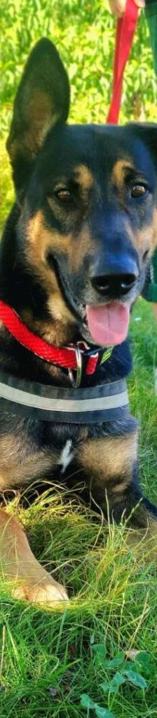 Kiko – Schäferhund-Mix, Männchen, 1 Jahr 11 Monate, 13057 Berlin – Foto 1