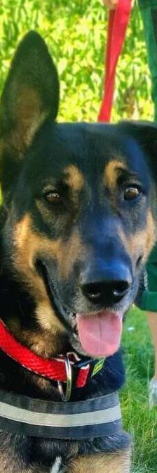 Kiko – Schäferhund-Mix, Männchen, 1 Jahr 11 Monate, 13057 Berlin – Foto 2