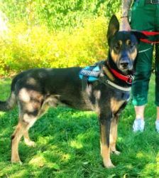 Kiko – Schäferhund-Mix, Männchen, 1 Jahr 11 Monate, 13057 Berlin – Foto 3