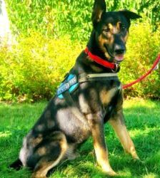 Kiko – Schäferhund-Mix, Männchen, 1 Jahr 11 Monate, 13057 Berlin – Foto 4