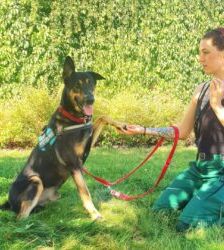 Kiko – Schäferhund-Mix, Männchen, 1 Jahr 11 Monate, 13057 Berlin – Foto 5