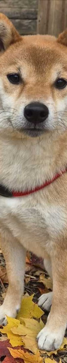 JIRO – Shiba Inu, Männchen, 2 Jahre 7 Monate, 81829 München – Foto 1