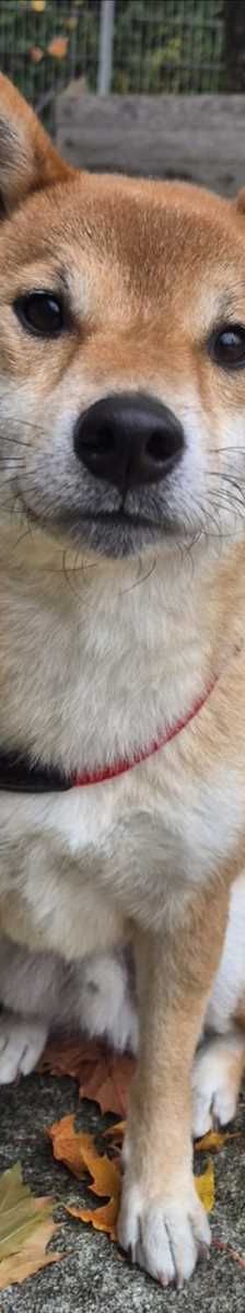 JIRO – Shiba Inu, Männchen, 2 Jahre 7 Monate, 81829 München – Foto 2