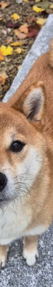 JIRO – Shiba Inu, Männchen, 2 Jahre 7 Monate, 81829 München – Foto 3