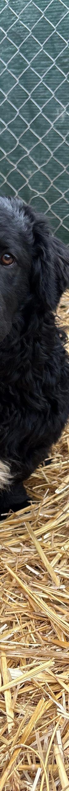 Capper – Kroatischer Schäferhund Mix, Männchen, 8 Monate, Nordic Strays e.V. – Foto 1