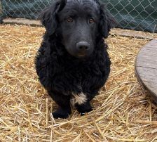 Capper – Kroatischer Schäferhund Mix, Männchen, 8 Monate, Nordic Strays e.V. – Foto 11