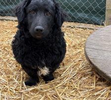 Capper – Kroatischer Schäferhund Mix, Männchen, 8 Monate, Nordic Strays e.V. – Foto 12