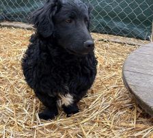 Capper – Kroatischer Schäferhund Mix, Männchen, 8 Monate, Nordic Strays e.V. – Foto 13