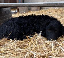 Capper – Kroatischer Schäferhund Mix, Männchen, 8 Monate, Nordic Strays e.V. – Foto 14