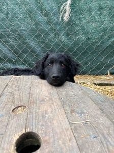 Capper – Kroatischer Schäferhund Mix, Männchen, 8 Monate, Nordic Strays e.V. – Foto 3