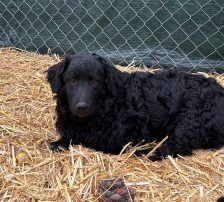 Capper – Kroatischer Schäferhund Mix, Männchen, 8 Monate, Nordic Strays e.V. – Foto 4