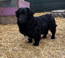 Capper – Kroatischer Schäferhund Mix, Männchen, 8 Monate, Nordic Strays e.V. – Foto 5