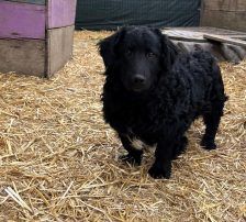 Capper – Kroatischer Schäferhund Mix, Männchen, 8 Monate, Nordic Strays e.V. – Foto 6