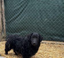 Capper – Kroatischer Schäferhund Mix, Männchen, 8 Monate, Nordic Strays e.V. – Foto 8