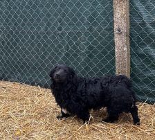 Capper – Kroatischer Schäferhund Mix, Männchen, 8 Monate, Nordic Strays e.V. – Foto 9