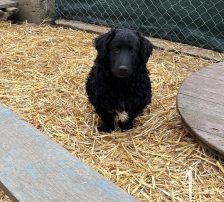 Capper – Kroatischer Schäferhund Mix, Männchen, 8 Monate, Nordic Strays e.V. – Foto 10