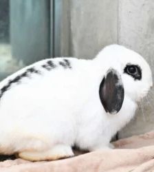 Klopfer & Bambi – Widder-Mix & Zwergkaninchen, Männchen, Alter unbekannt, 13057 Berlin – Foto 2