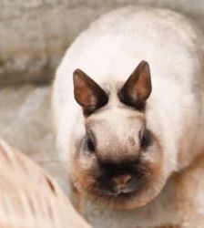 Klopfer & Bambi – Widder-Mix & Zwergkaninchen, Männchen, Alter unbekannt, 13057 Berlin – Foto 3