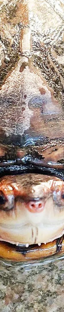 Erna – Rotwangen-Klappschildkröte, Weibchen, 70 Monate, 13057 Berlin – Foto 1