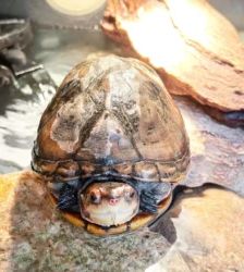 Erna – Rotwangen-Klappschildkröte, Weibchen, 70 Monate, 13057 Berlin – Foto 2