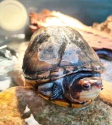 Erna – Rotwangen-Klappschildkröte, Weibchen, 70 Monate, 13057 Berlin – Foto 3