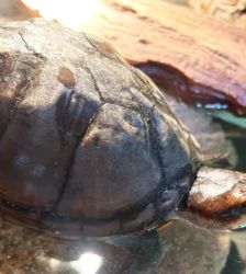 Erna – Rotwangen-Klappschildkröte, Weibchen, 70 Monate, 13057 Berlin – Foto 4