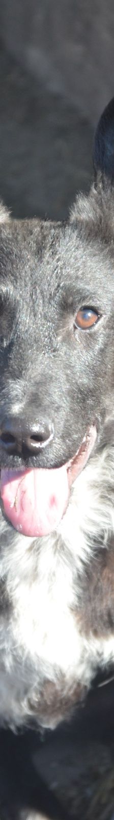 Nico – Mischling, Männchen, 7 Monate, Rumänien – Foto 3