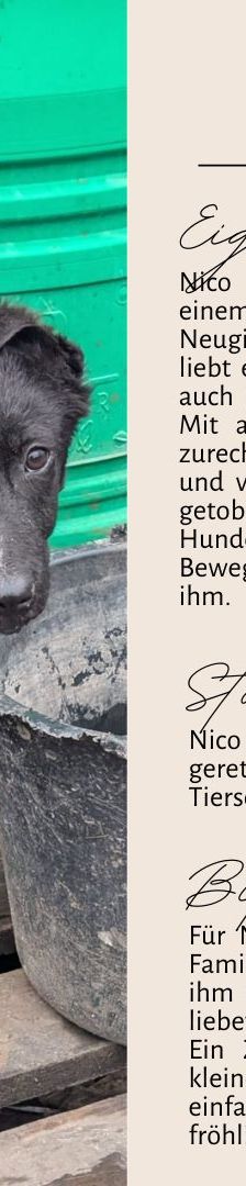 Nico – Mischling, Männchen, 7 Monate, Rumänien – Foto 4