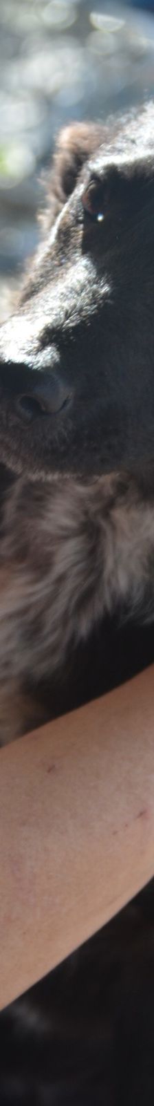 Nico – Mischling, Männchen, 7 Monate, Rumänien – Foto 6