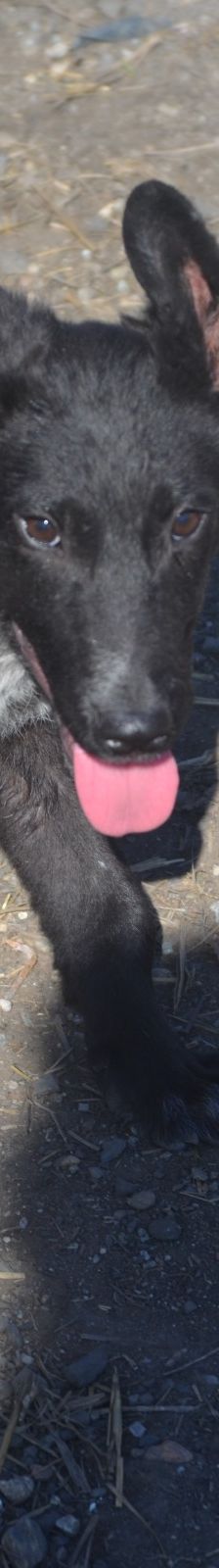 Nico – Mischling, Männchen, 7 Monate, Rumänien – Foto 7