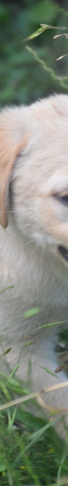 SUNNY – Labrador Retriever-Mix, Männchen, 4 Monate, Rumänien – Foto 3
