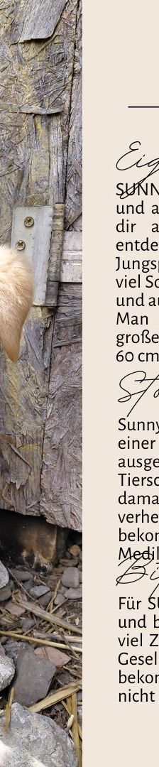 SUNNY – Labrador Retriever-Mix, Männchen, 4 Monate, Rumänien – Foto 4