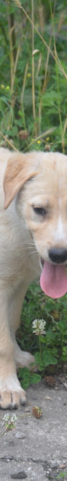 SUNNY – Labrador Retriever-Mix, Männchen, 4 Monate, Rumänien – Foto 6