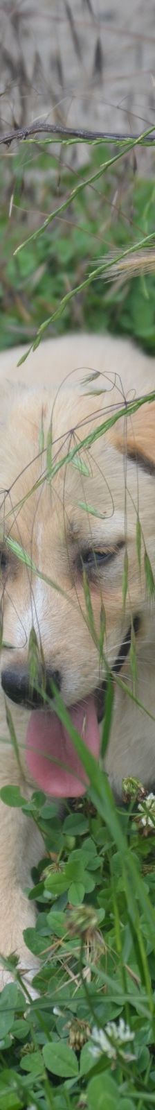 SUNNY – Labrador Retriever-Mix, Männchen, 4 Monate, Rumänien – Foto 7