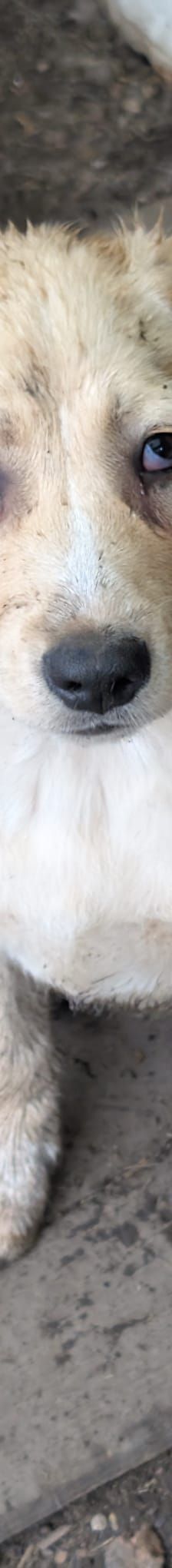 SUNNY – Labrador Retriever-Mix, Männchen, 4 Monate, Rumänien – Foto 8