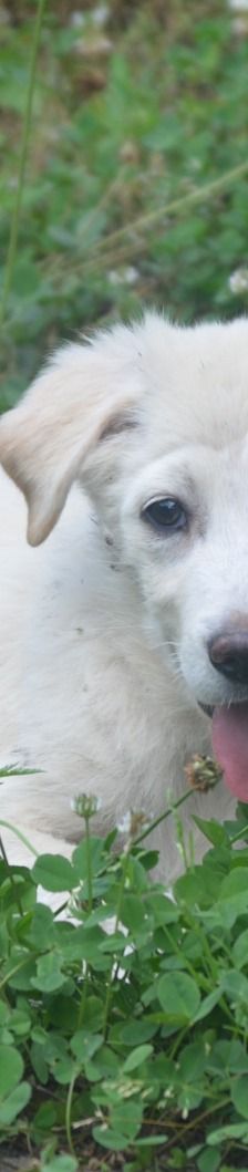 RAMI – Labrador Retriever-Mix, Männchen, 4 Monate, Rumänien – Foto 1