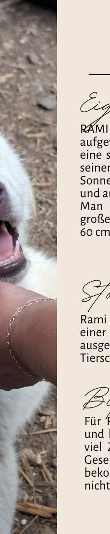 RAMI – Labrador Retriever-Mix, Männchen, 4 Monate, Rumänien – Foto 4