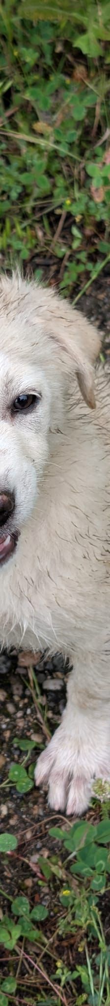RAMI – Labrador Retriever-Mix, Männchen, 4 Monate, Rumänien – Foto 5