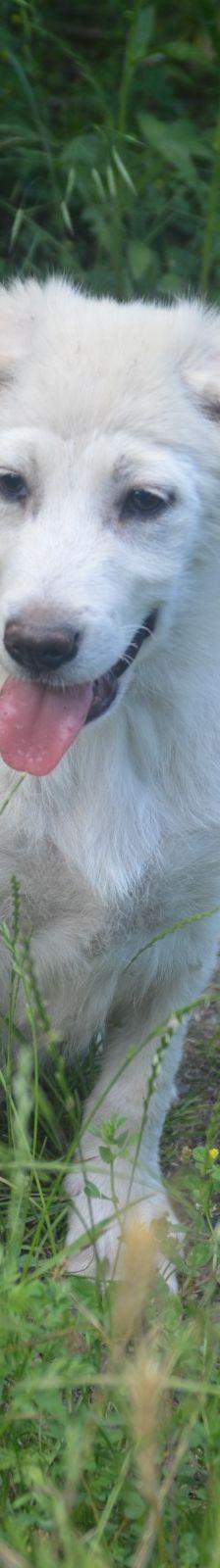 RAMI – Labrador Retriever-Mix, Männchen, 4 Monate, Rumänien – Foto 6