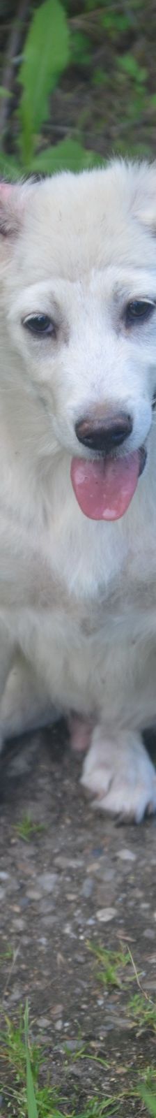 RAMI – Labrador Retriever-Mix, Männchen, 4 Monate, Rumänien – Foto 8